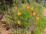 Sunol 004